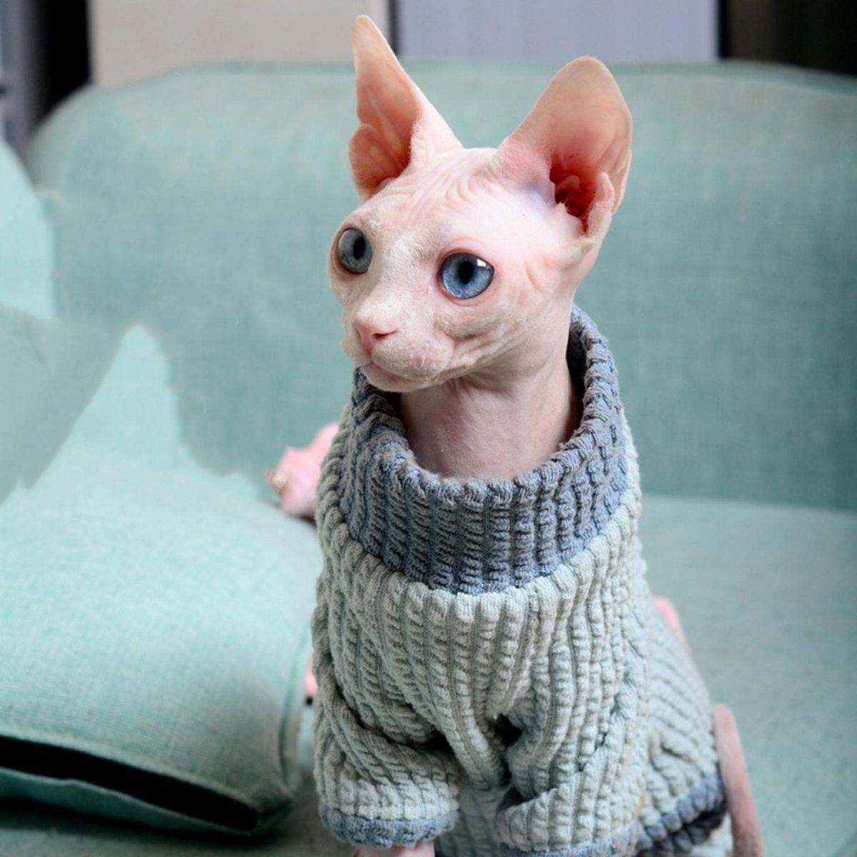 Cat Costume 4-Legged Cat Jumpsuit Clothing Decoration Blue