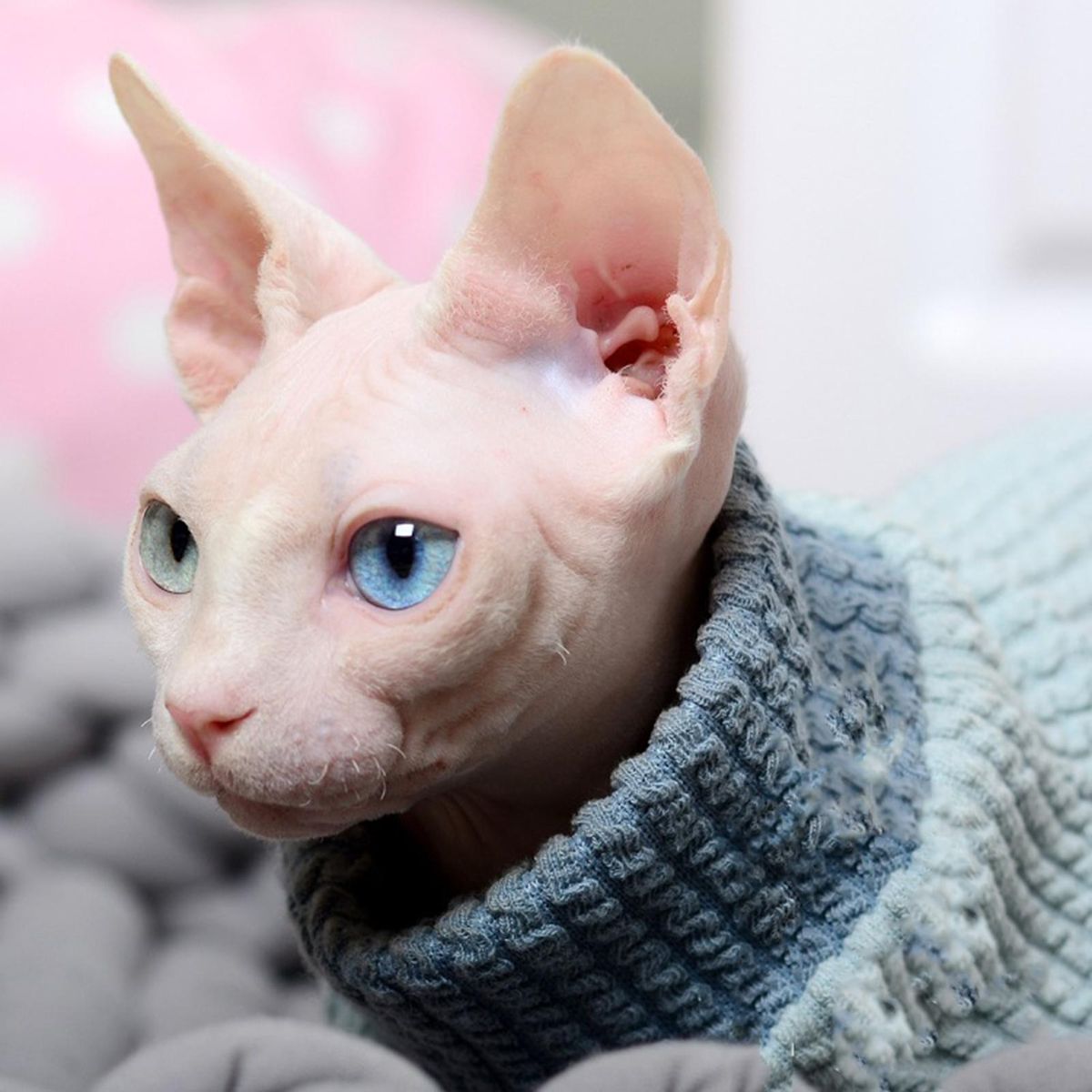 Cat Costume 4-Legged Cat Jumpsuit Clothing Decoration Blue