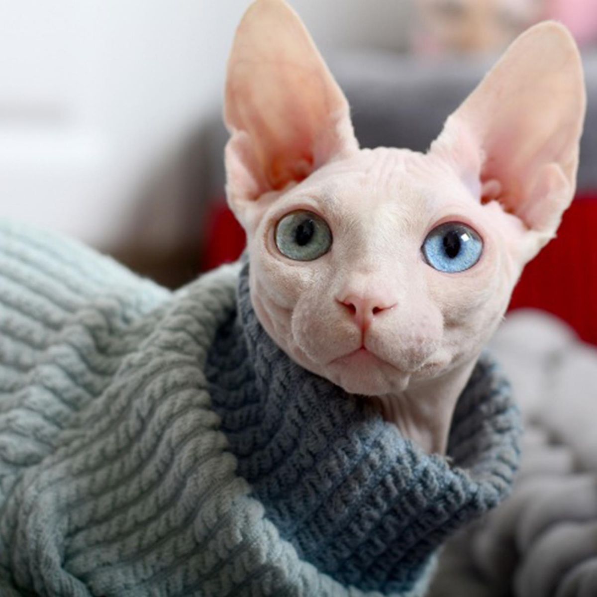 Cat Costume 4-Legged Cat Jumpsuit Clothing Decoration Blue