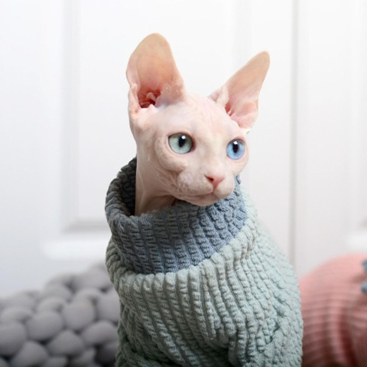 Cat Costume 4-Legged Cat Jumpsuit Clothing Decoration Blue