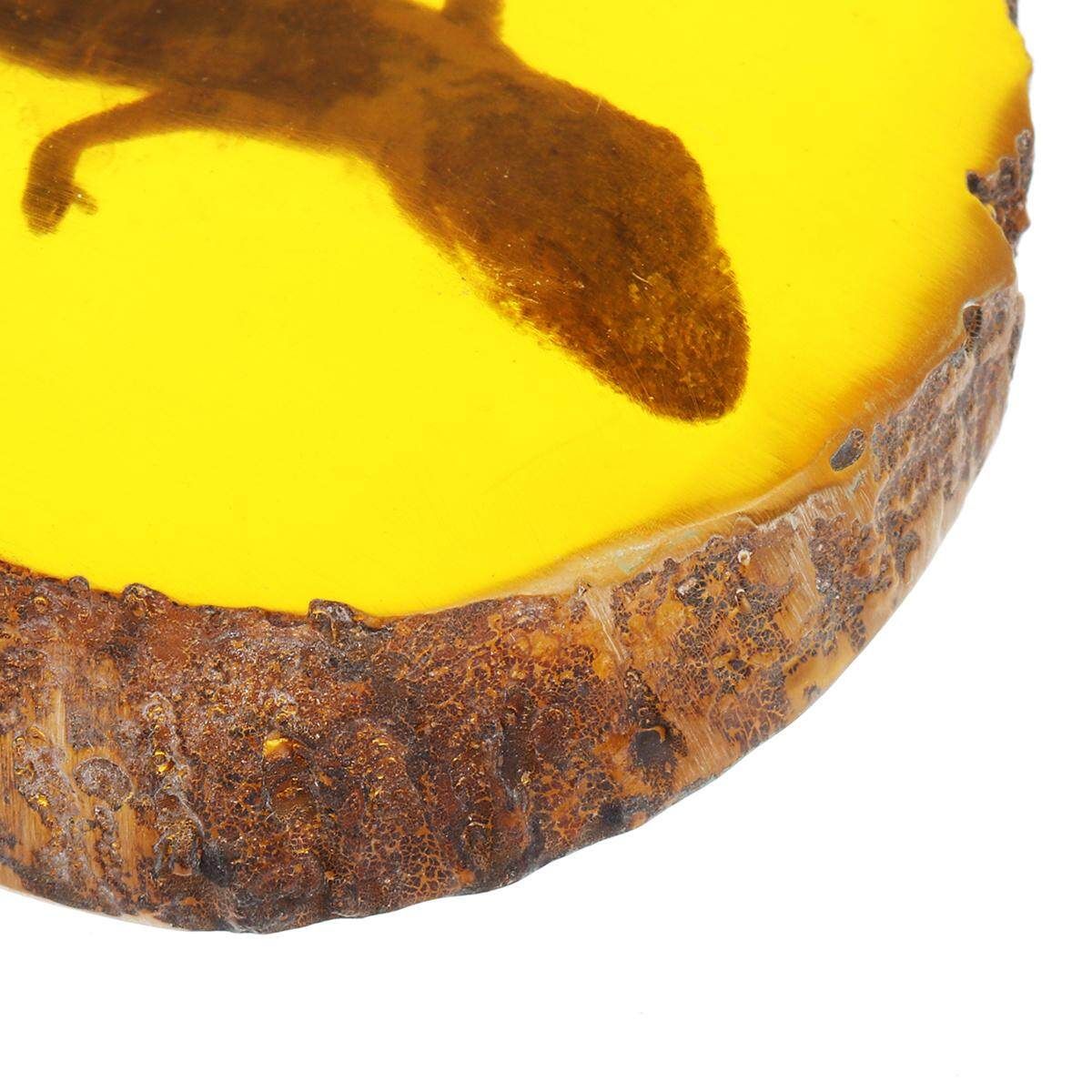 1pc/Set Amber Dragonfly Insects Manual Polishing True Insect Specimens Style 4 - Gecko