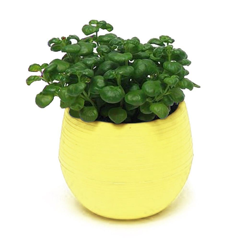 Cute Succulent Plants Flower Pot Saucer Tray Planter Home Desk Garden Decor-Yellow