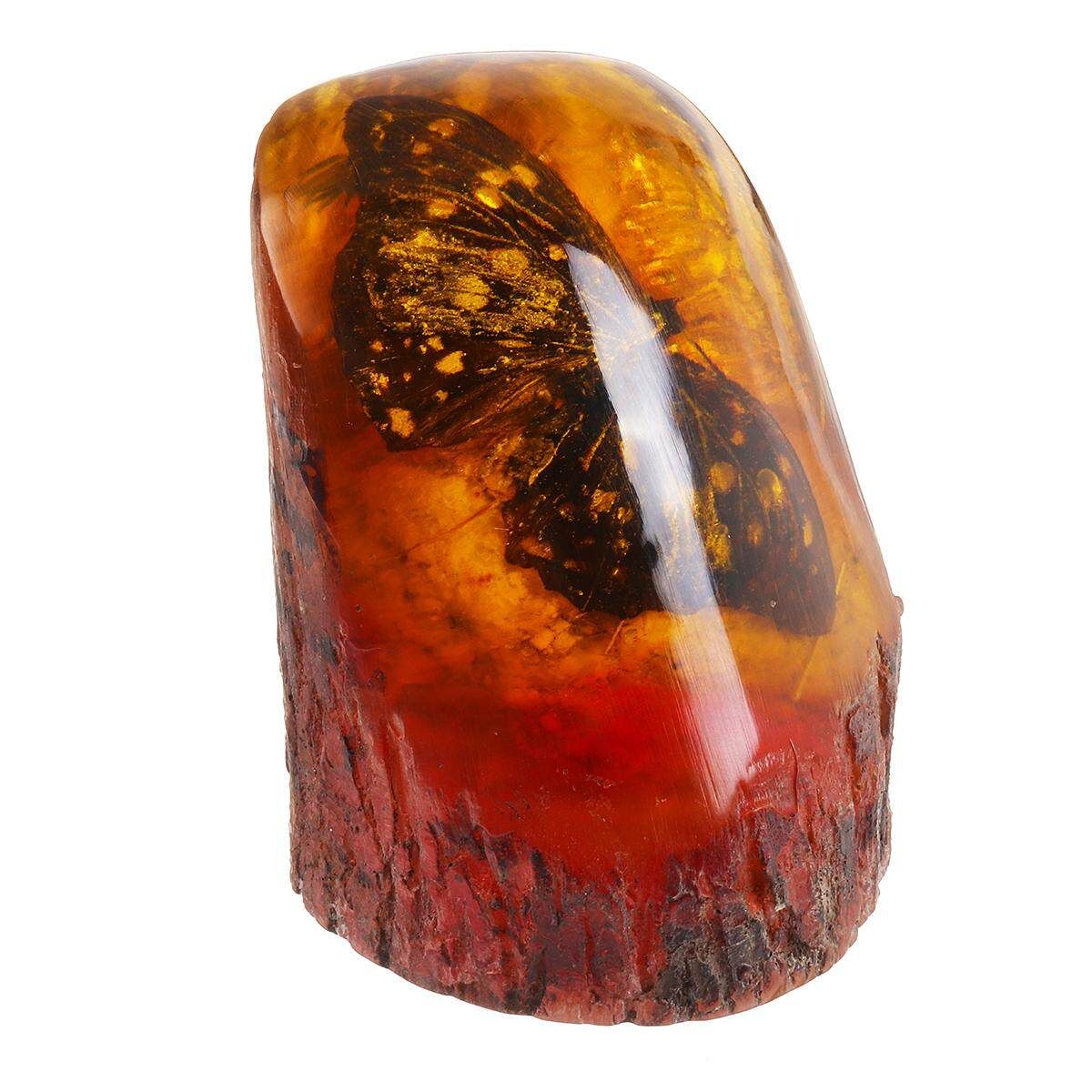 Amber King Plants Insects Characteristics Decorative Pieces Large Butterfly