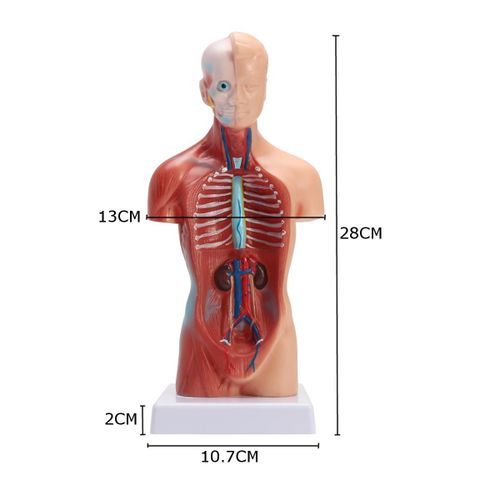 28CM UNISEX Human Torso Anatomy Model Viscera Heart Brain Skeleton  Teach