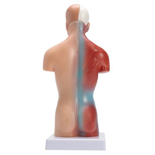 28CM UNISEX Human Torso Anatomy Model Viscera Heart Brain Skeleton  Teach