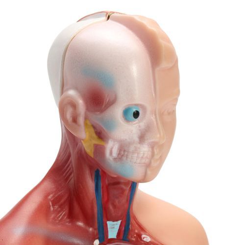 28CM UNISEX Human Torso Anatomy Model Viscera Heart Brain Skeleton  Teach