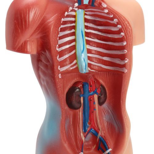28CM UNISEX Human Torso Anatomy Model Viscera Heart Brain Skeleton  Teach