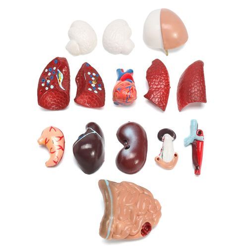 28CM UNISEX Human Torso Anatomy Model Viscera Heart Brain Skeleton  Teach