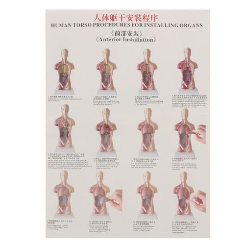 28CM UNISEX Human Torso Anatomy Model Viscera Heart Brain Skeleton  Teach
