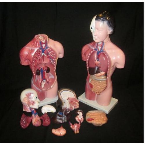 28CM UNISEX Human Torso Anatomy Model Viscera Heart Brain Skeleton  Teach