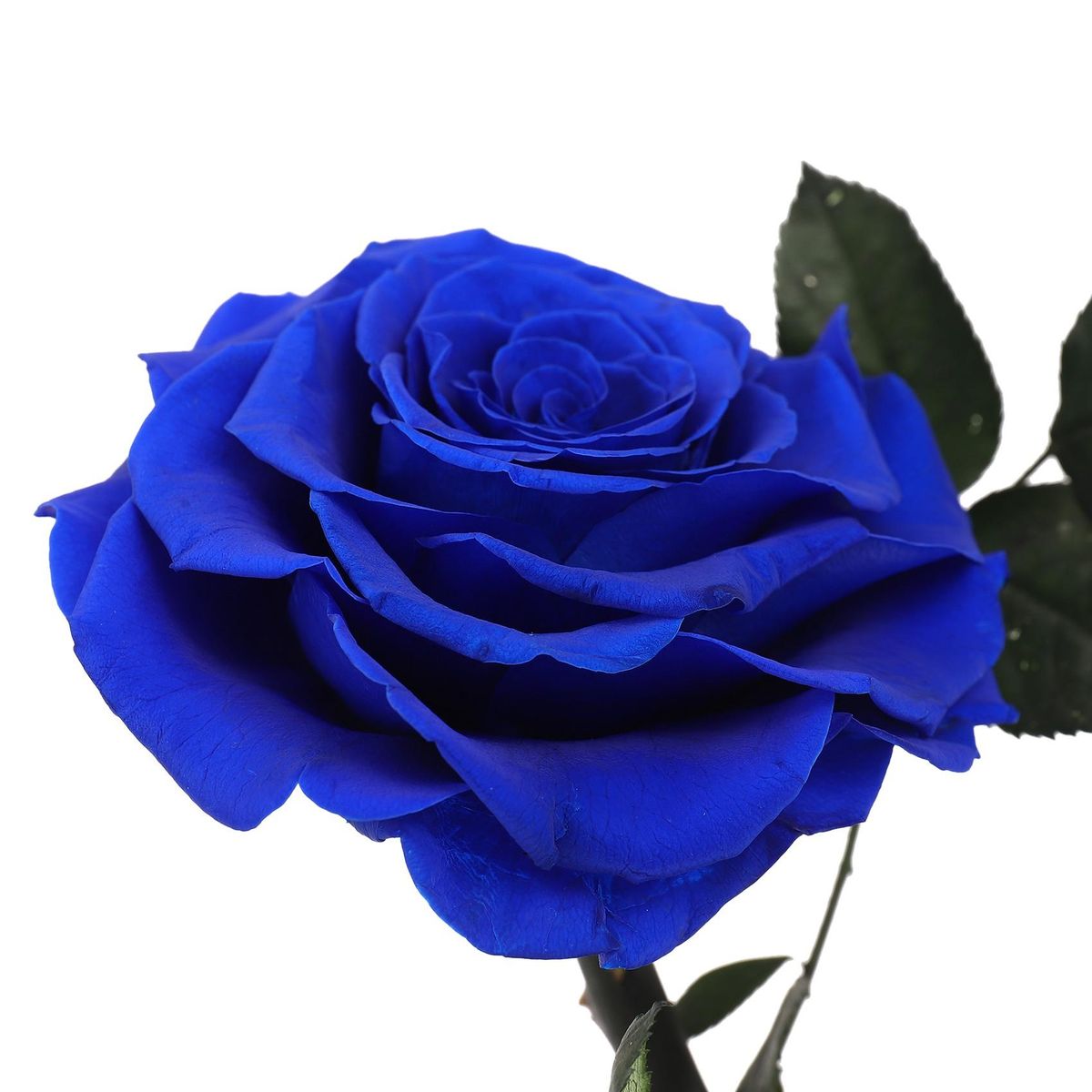 Glass Cover Fresh Preserved Rose Flower Barbed Rose Flores