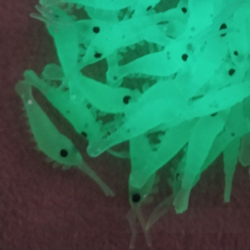 100Pcs 35mm/0.3g Realistic Artificial Fishing Lure Shrimp