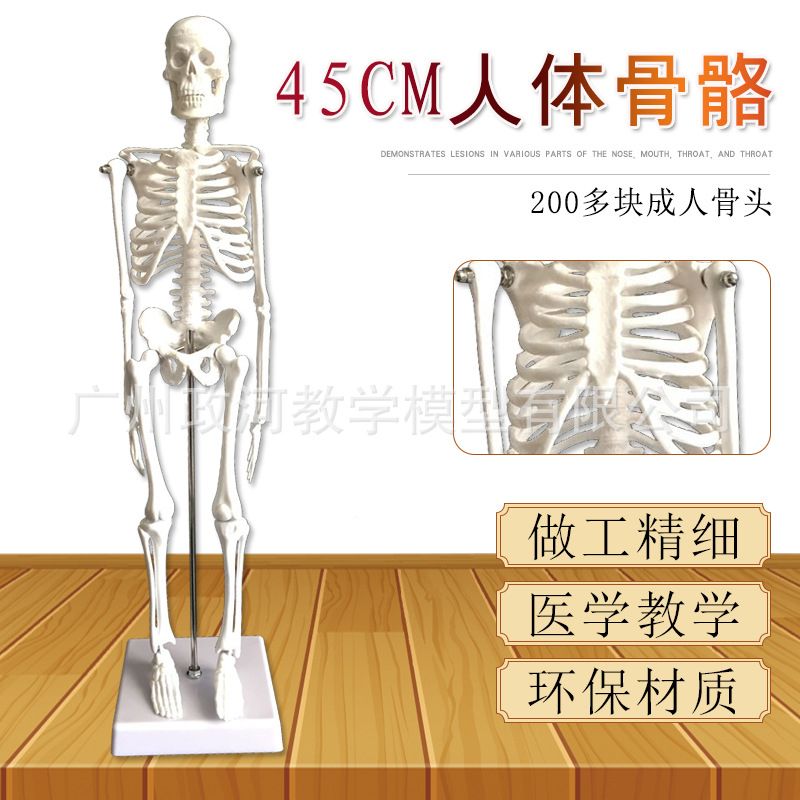 45cm Human Skeleton Model Art Yoga Art Medical Use Whole
