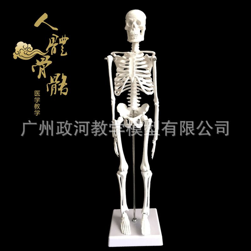 45cm Human Skeleton Model Art Yoga Art Medical Use Whole