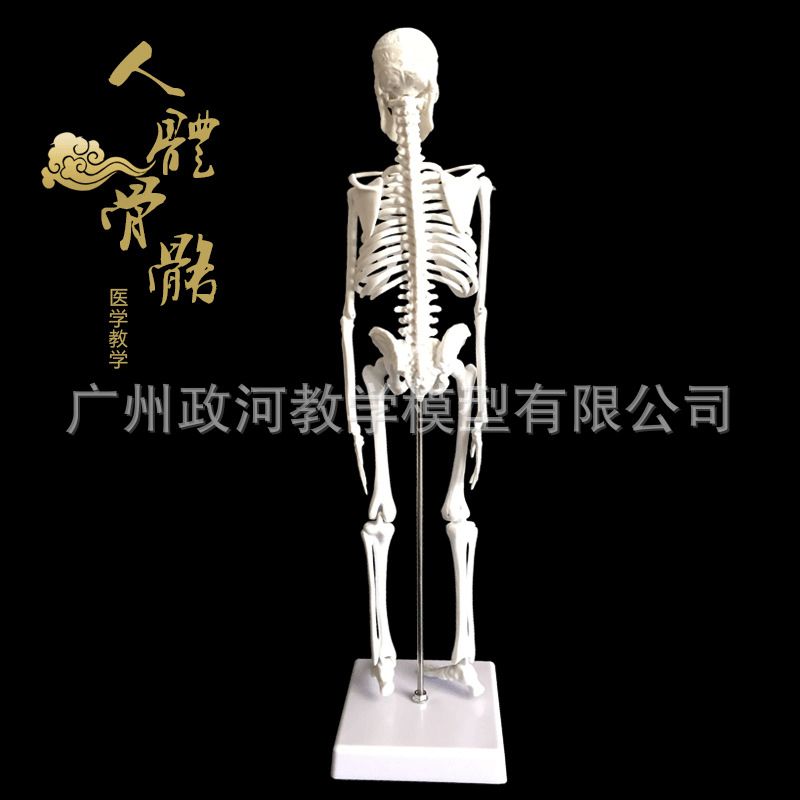 45cm Human Skeleton Model Art Yoga Art Medical Use Whole