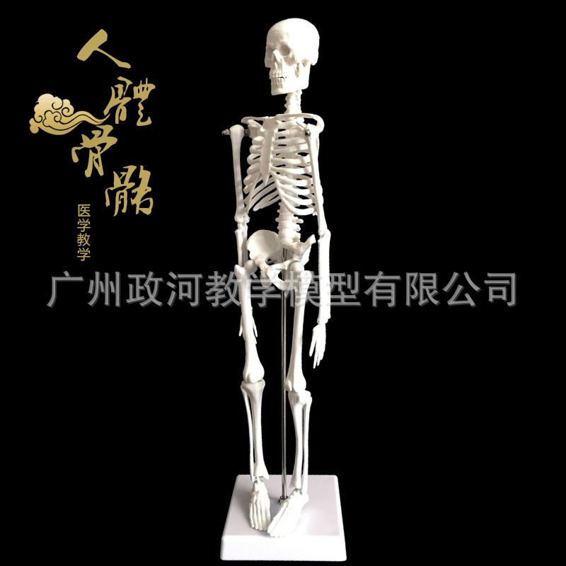 45cm Human Skeleton Model Art Yoga Art Medical Use Whole
