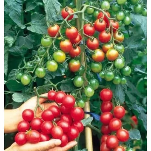 Mayford - Cherry Tomato Seed- Bite Size - 2g