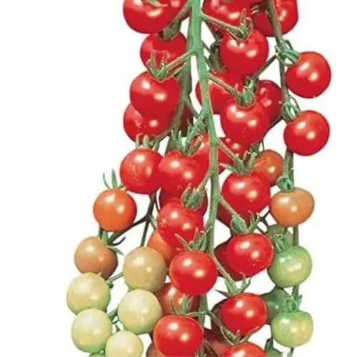 Mayford - Cherry Tomato Seed- Bite Size - 2g