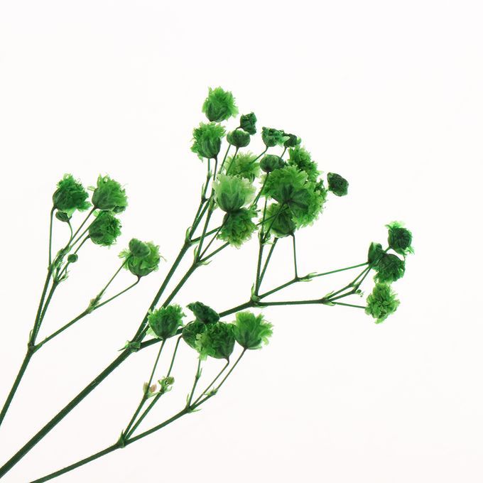 Real Dried Pressed Flower Leaves Bouquet Decorative - Green