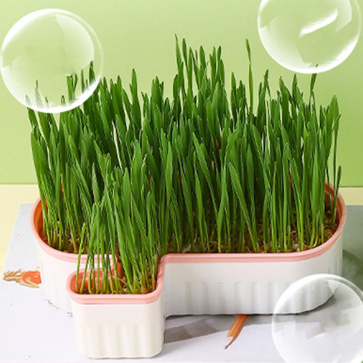 Seed  Trays  Cats  For Pink