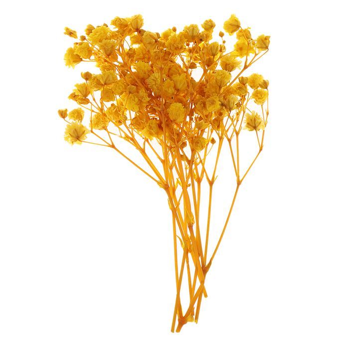 Real Dried Pressed Flower Leaves Bouquet Decorative - Yellow
