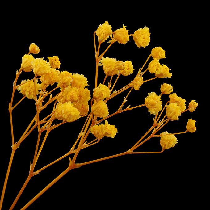 Real Dried Pressed Flower Leaves Bouquet Decorative - Yellow