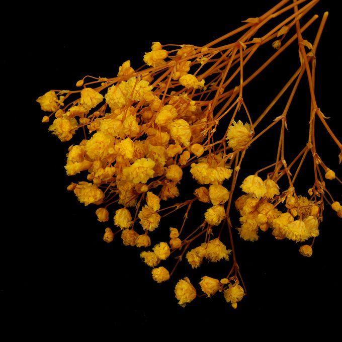 Real Dried Pressed Flower Leaves Bouquet Decorative - Yellow
