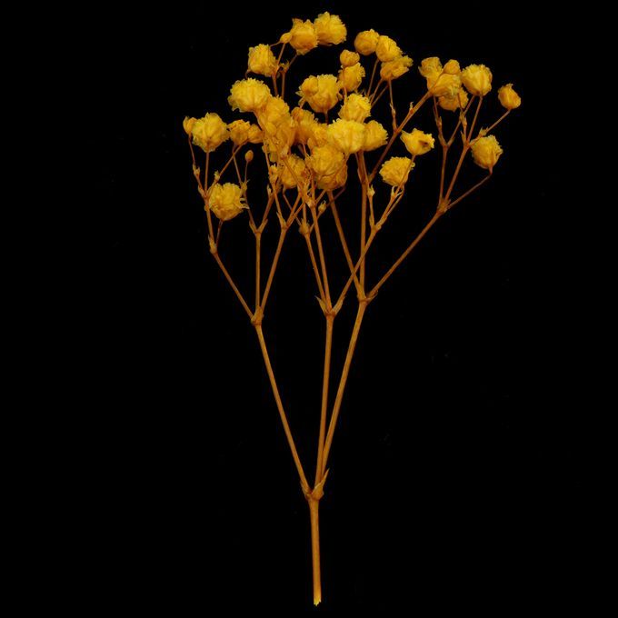 Real Dried Pressed Flower Leaves Bouquet Decorative - Yellow