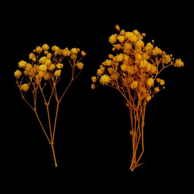 Real Dried Pressed Flower Leaves Bouquet Decorative - Yellow