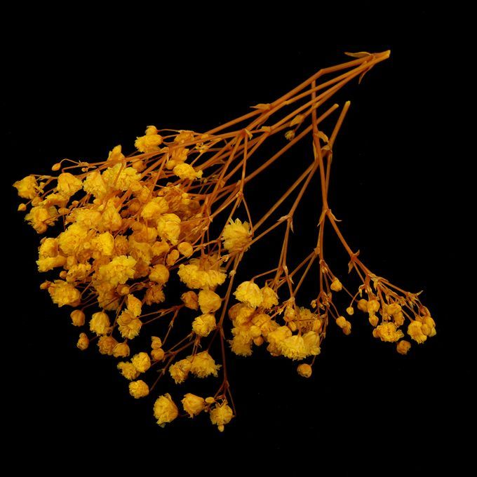 Real Dried Pressed Flower Leaves Bouquet Decorative - Yellow