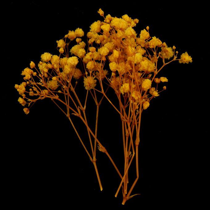 Real Dried Pressed Flower Leaves Bouquet Decorative - Yellow