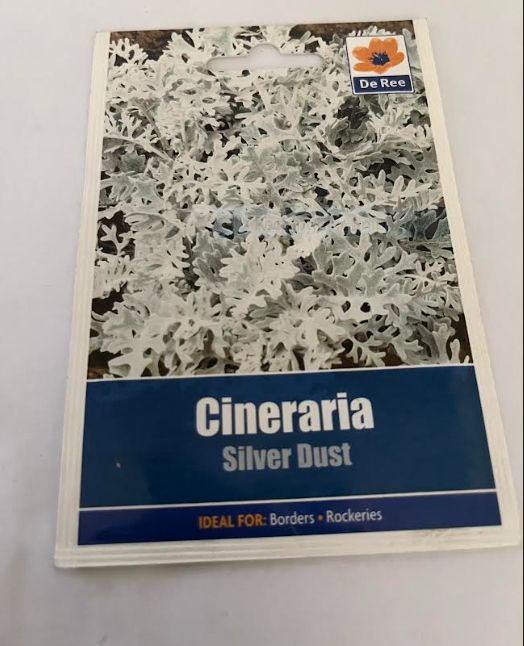 CINERARIA -SILVER DUST