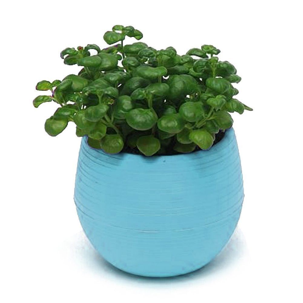 Cute Succulent Plants Flower Pot Saucer Tray Planter Home Desk Garden Decor-Blue