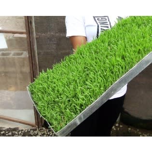 Fodder Tray -1 Tray - 47 By 10.5inches