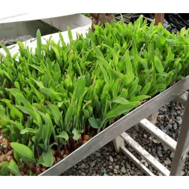 Fodder Tray -1 Tray - 47 By 10.5inches