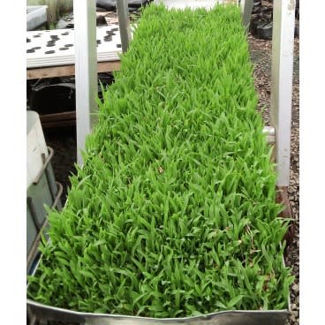 Fodder Tray -1 Tray - 47 By 10.5inches