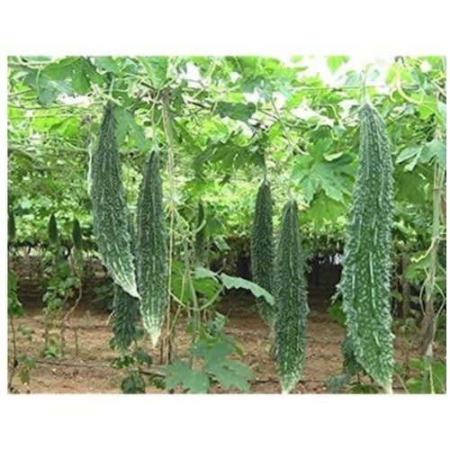 East-West Hybrid Bitter Gourd Seed (Palee F1) - 10g