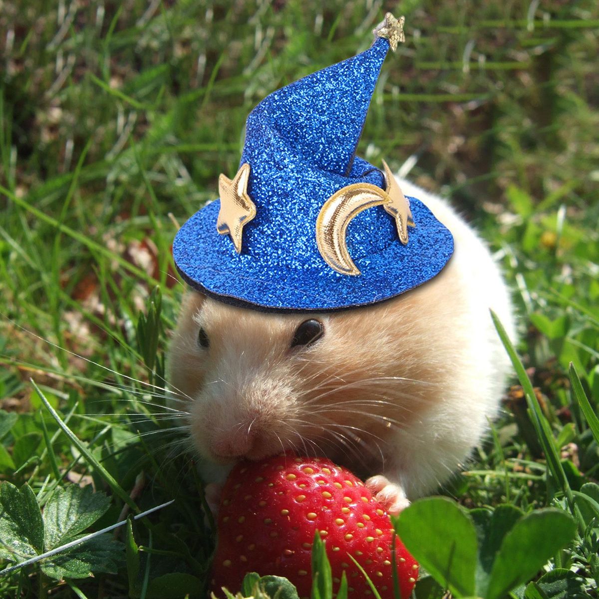 Pet Hats Funny  Headwear Plush Headgear With Blue