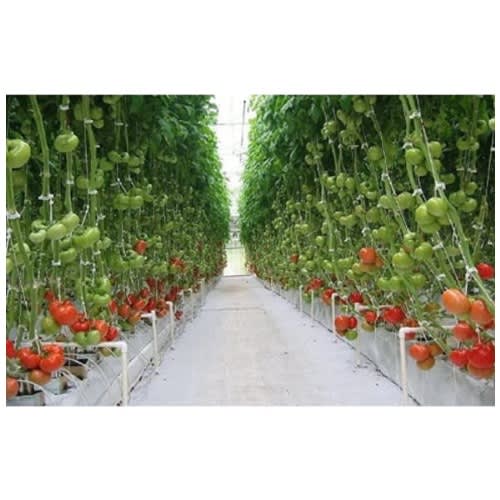 Trellis Clips For Your Tomatoes - 100 Pcs