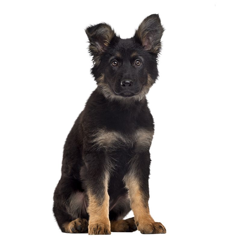 Three Ratels QC388 HD Pixel German Shepherds Waterproof Dog