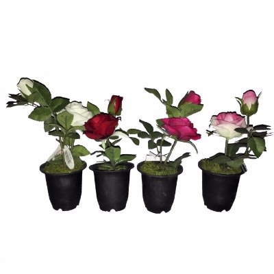 Set of 4 Roses in Plastic Pot 22cm - Multicolor