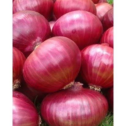 Red Creole Onion Seeds - 100g - 5 Tins