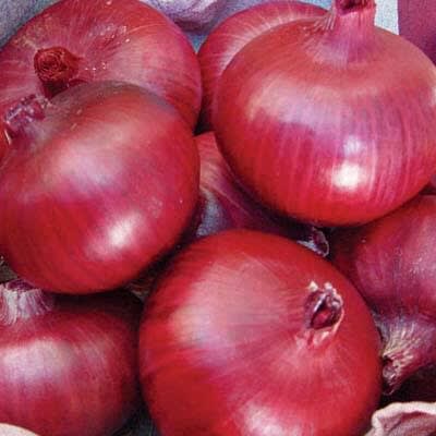 Red Creole Onion Seeds - 100g - 5 Tins
