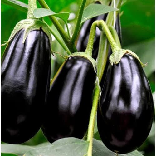 Eggplant Seed - black Beauty - 2.5g