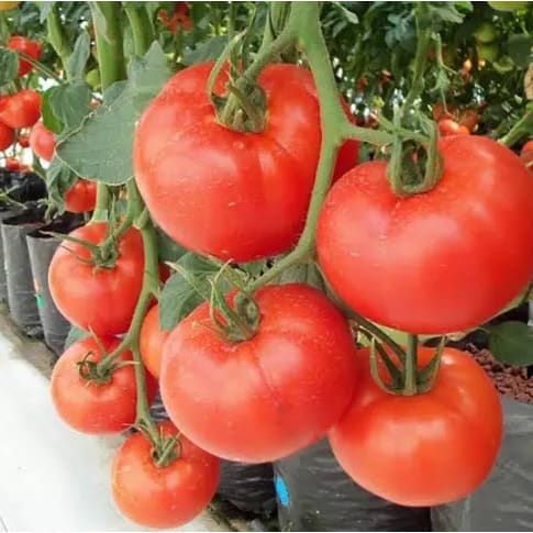 Technisem Hybrid Tomato Seeds - Cobra 26 F1 - 5g