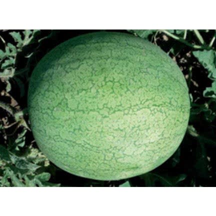 Premier Watermelon Kaolack -20gram