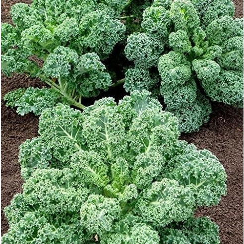 Curly Kale Seeds - 2500 Seeds