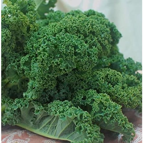 Curly Kale Seeds - 2500 Seeds