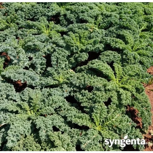 Curly Kale Seeds - 2500 Seeds