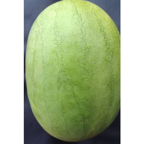 Kaolack Hybrid Watermelon Seeds - 100 Grams